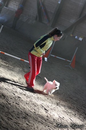 Neoficiálne agility preteky SPAM - Poľov