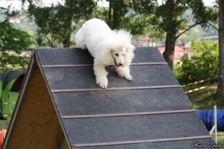 Agility Cassovia Cup - Košice Anička